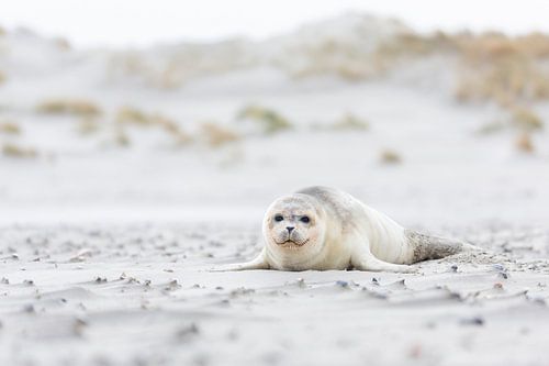 Zeehondje op het strand