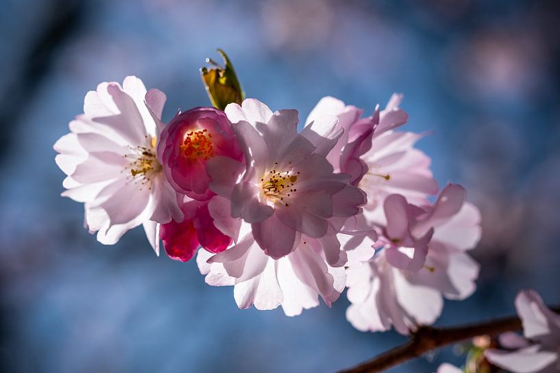 Fleur de cerisier par Kurt Krause