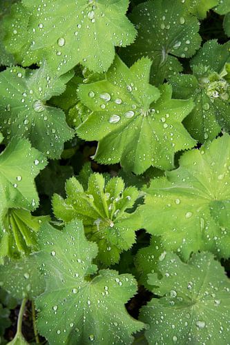 Druppels op groen blad