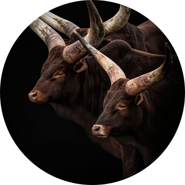 Watusi runderen met grote hoorns van Marjolein van Middelkoop
