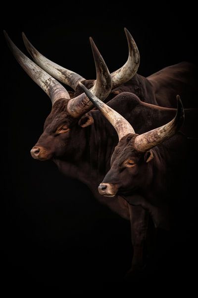 Watusi-Rinder mit großen Hörnern von Marjolein van Middelkoop