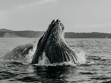 Voedertijd van Rebecca Gruppen