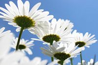 Margrieten
