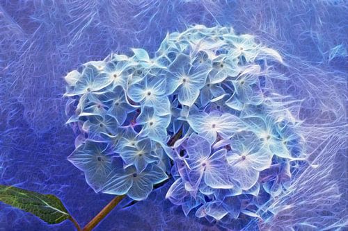 Hortensie in Blau