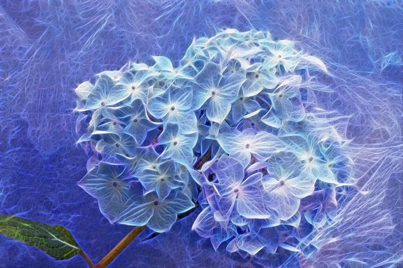 Hortensie in Blau von Martina Fornal
