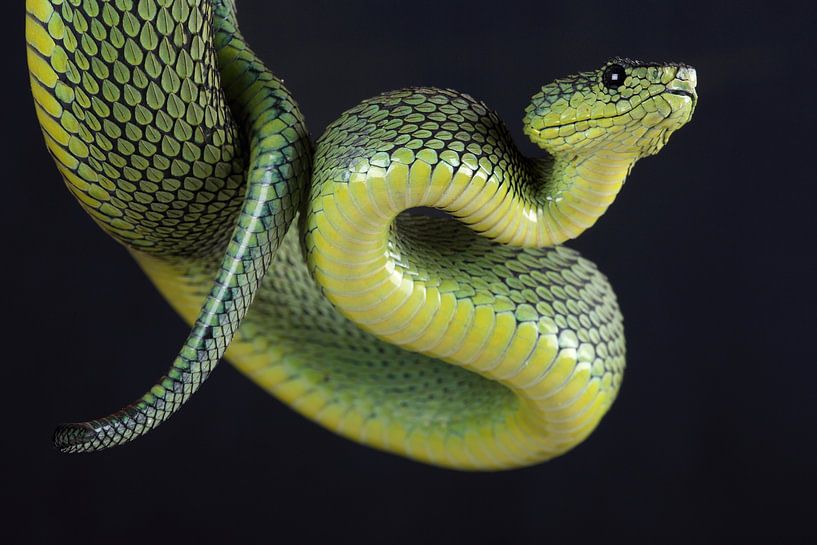 Vipère arboricole de Nitsche (Atheris nitschei) par Ronald Pol