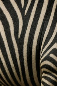 Zebrastreifen im Detail