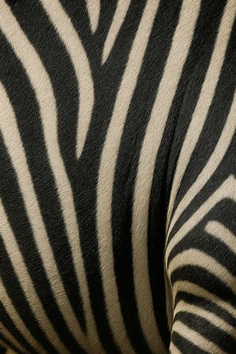 Les rayures zébrées en détail