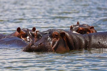 Hippos by G. van Dijk