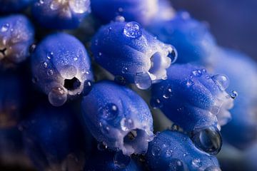 Drops on a blue grape, spring! by Marjolijn van den Berg