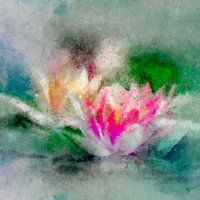 New waterlilly