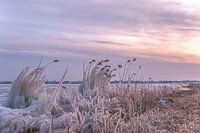 Gooimeer