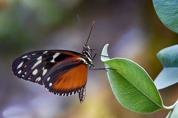 Vlinder von Rob Jansen