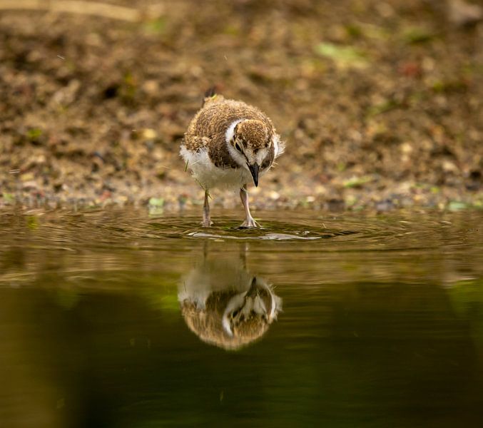 spiegeltje spiegeltje aan de wand, wie is het mooiste van het land? van Wouter Van der Zwan