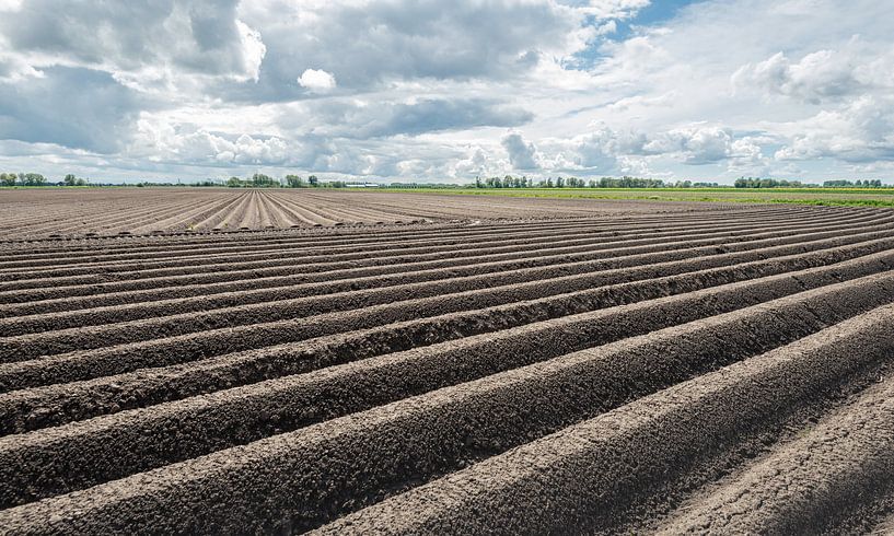 Kartoffelkämme in einer niederländischen Polderlandschaft von Ruud Morijn