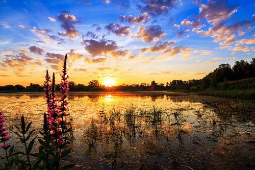 Lupine zonsopkomst