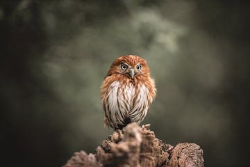 Brazilian pygmy owl on a tree trunk by Jolien Berntsen