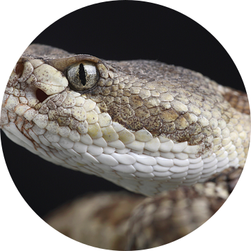 Prairieratelslang (Crotalus viridis)