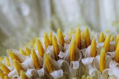 Het gele bos, Gerbera. Macrofotografie
