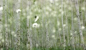 Birken - Verarbeitung weißer Blumen von Henriette Tischler van Sleen
