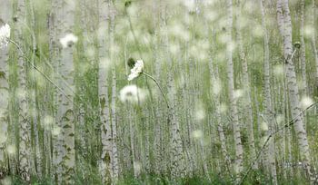 berkenbomen - witte bloemen  bewerking