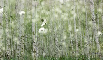 berkenbomen - witte bloemen  bewerking van Henriette Tischler van Sleen