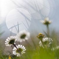 Simple flower
