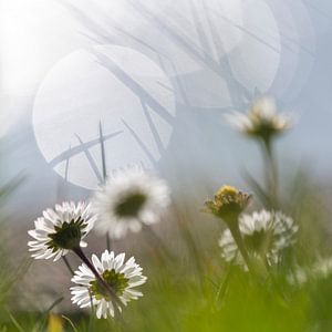 Simple flower
