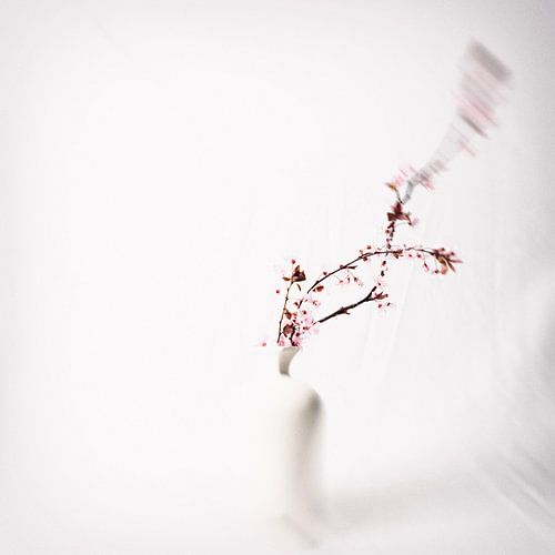 Poëzie van de Lente: Dansende Bloesems in Puur Licht