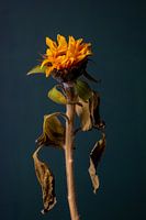 Verwelkte Sonnenblume