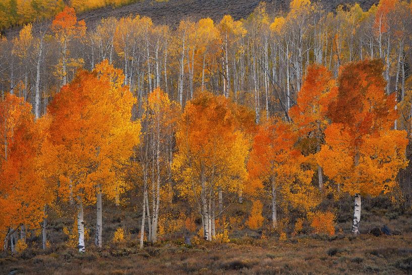 Couleurs d'automne en Utah par Martin Podt