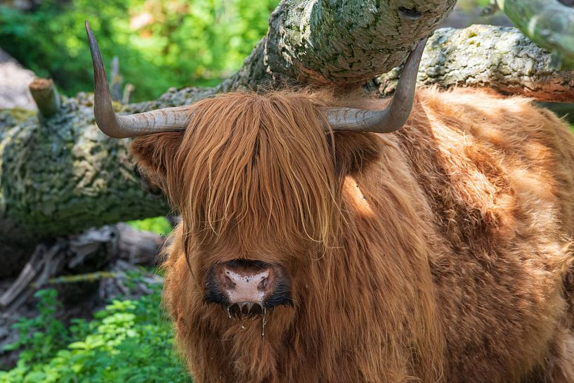Schotse hooglander op Tiengemeten van Merijn Loch
