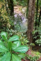 Erawan waterfall: vista into the jungle