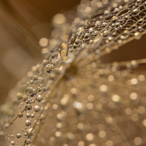 Druppels gevangen in het web van een morgenster (Tragopogon)