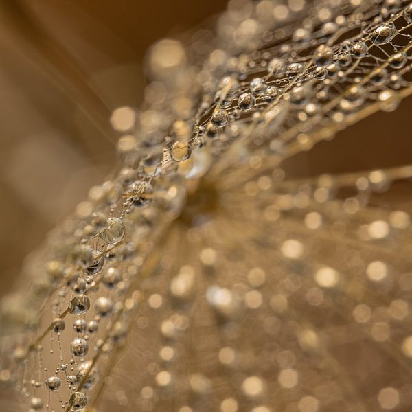 Drops caught in the web of a morning star (Tragopogon) by Marjolijn van den Berg