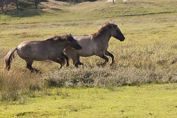 Spelende, dravende Konikpaarden van Wendy Hilberath