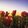 Mohnblüten im Sonnenschein von Catrin Grabowski