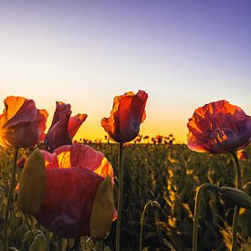 Klaprozen in de zon van Catrin Grabowski
