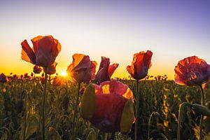Mohnblüten im Sonnenschein