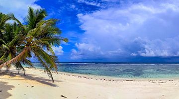 Une plage fantastique avec un palmier aux Seychelles