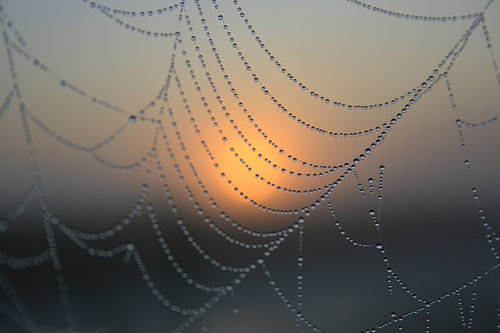 Mistig spinnenweb