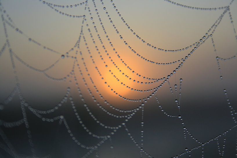 Mistig spinnenweb von Ab Donker