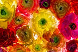 Ranunculus by Henk Leijen
