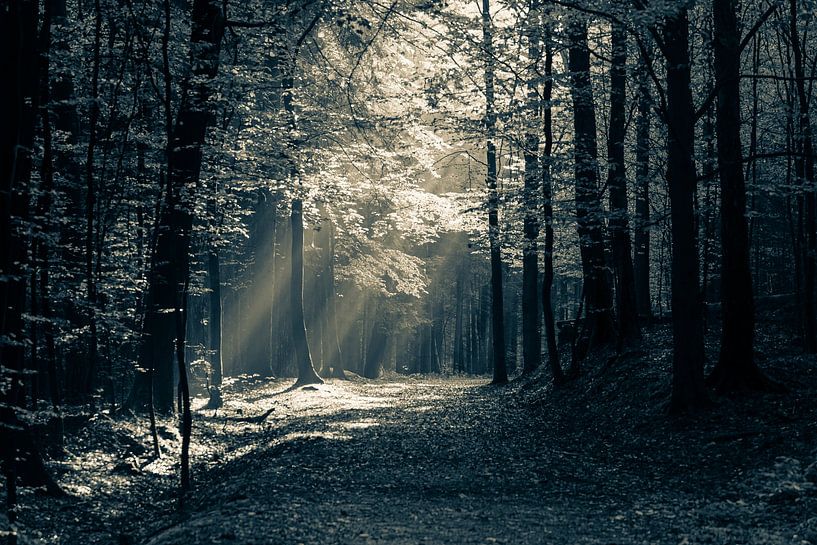 Wald von Ralf Hickmann