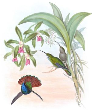 Lazuline Sabre-Wing, John Gould van Hummingbirds
