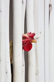 Chicken by MyStyle Fotografie