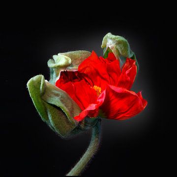 Poppies Escape No 02 van Jo van den Berg