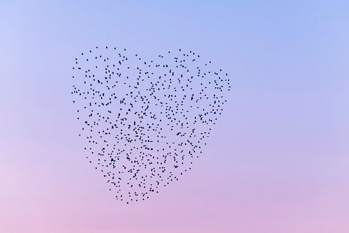 Les étourneaux dans le ciel forment un cœur