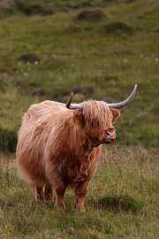 Highland Cattle von Dirk Rüter