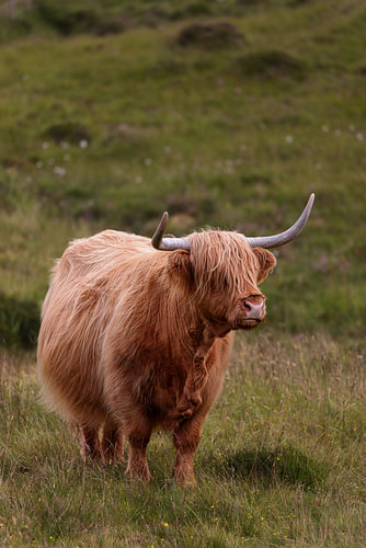 Highland-runderen